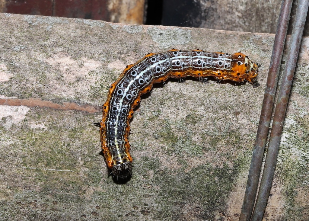 Orthosia limbata