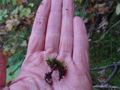 Polytrichastrum ohioense