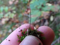 Polytrichastrum ohioense