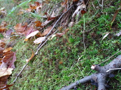 Polytrichastrum ohioense