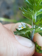 Euphrasia hudsoniana