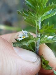 Euphrasia hudsoniana