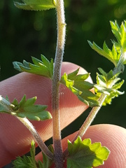 Euphrasia hudsoniana