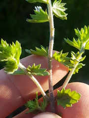 Euphrasia hudsoniana