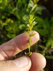 Euphrasia hudsoniana