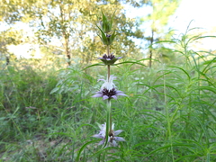 Monarda viridissima