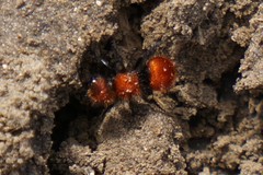 Pseudomethoca anthracina