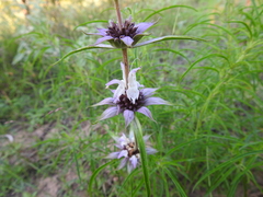 Monarda viridissima