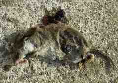 Crocidura suaveolens