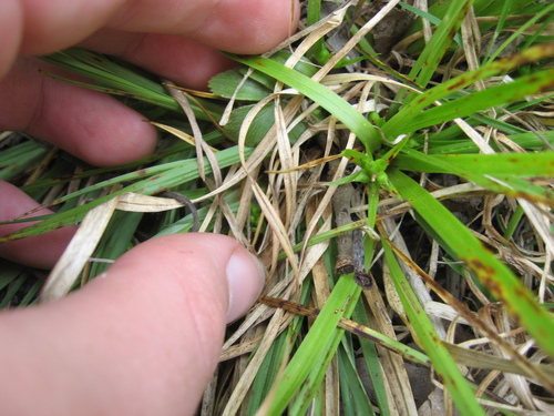 juniper sedge (Carex juniperorum)