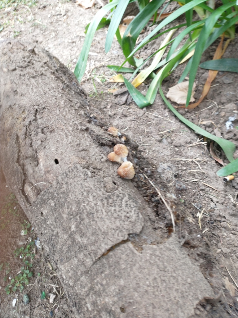 Coprinellus domesticus