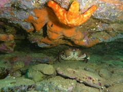 Nectocarcinus integrifrons