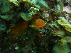 Notocypraea comptonii