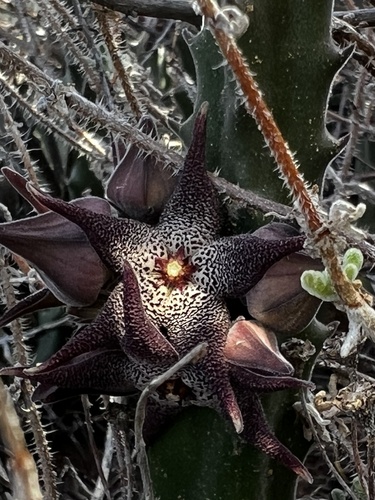 Gonostemon arenosus (C.A.Lückh.) P.V.Heath 4