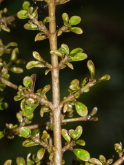 Coprosma parviflora
