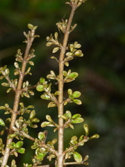 Coprosma parviflora