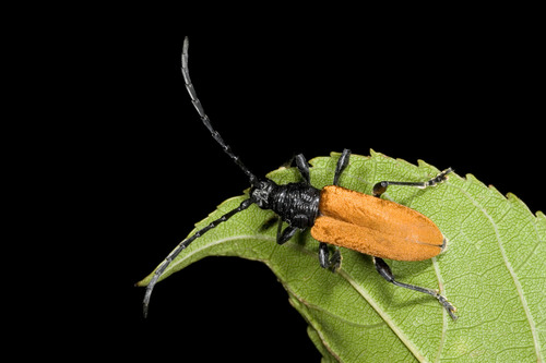 Lachnopterus socius
