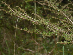 Coprosma parviflora