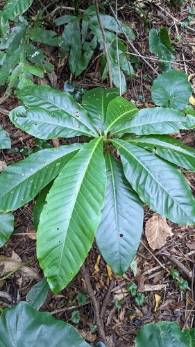 Image of Engkala by (c) Cheng-Te Hsu, some rights reserved (CC BY)