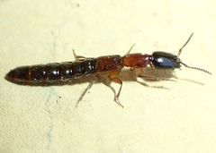 Xantholinus elegans