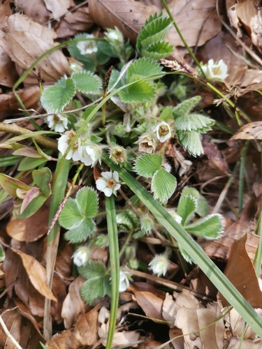Image of Carniolan Cinquefoil (Potentilla carniolica) by (c) Ljaž, some rights reserved (CC BY)