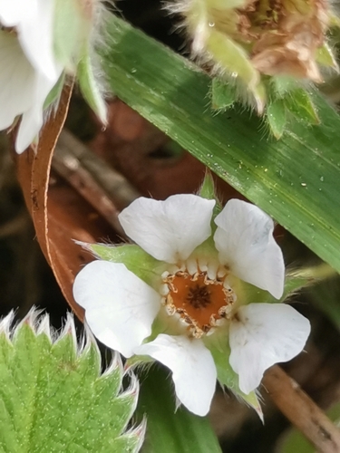 Image of Carniolan Cinquefoil (Potentilla carniolica) by (c) Ljaž, some rights reserved (CC BY)