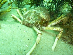 Leptomithrax gaimardii