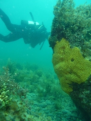 Holopsamma laminaefavosa
