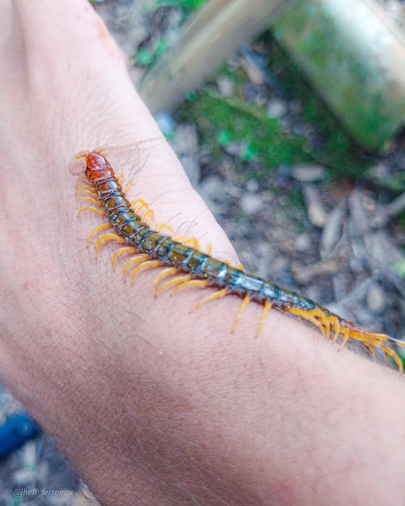 Dinocryptops miersii