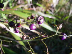 Dianella sandwicensis