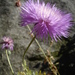 Amberboa moschata - Photo (c) Epibase，保留部份權利CC BY