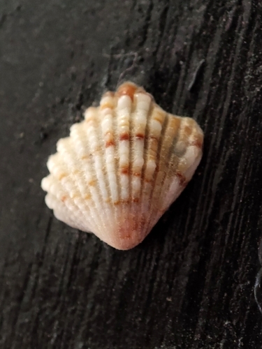 Representative image of Glans trapezia