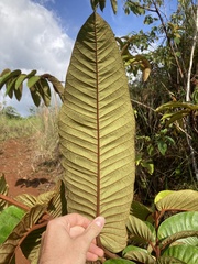 Vismia macrophylla image