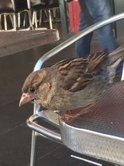 Passer domesticus