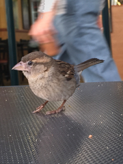 Passer domesticus
