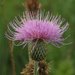 Yellowspine Thistle - Photo (c) J. N. Stuart, some rights reserved (CC BY-NC-ND)