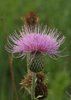 Yellowspine Thistle - Photo (c) J. N. Stuart, some rights reserved (CC BY-NC-ND)
