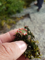 Cladonia pleurota
