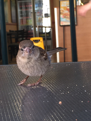 Passer domesticus