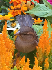 Passer domesticus