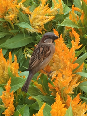 Passer domesticus