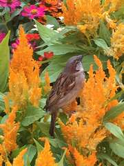 Passer domesticus
