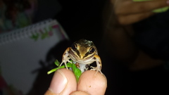Leptodactylus albilabris