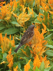Passer domesticus