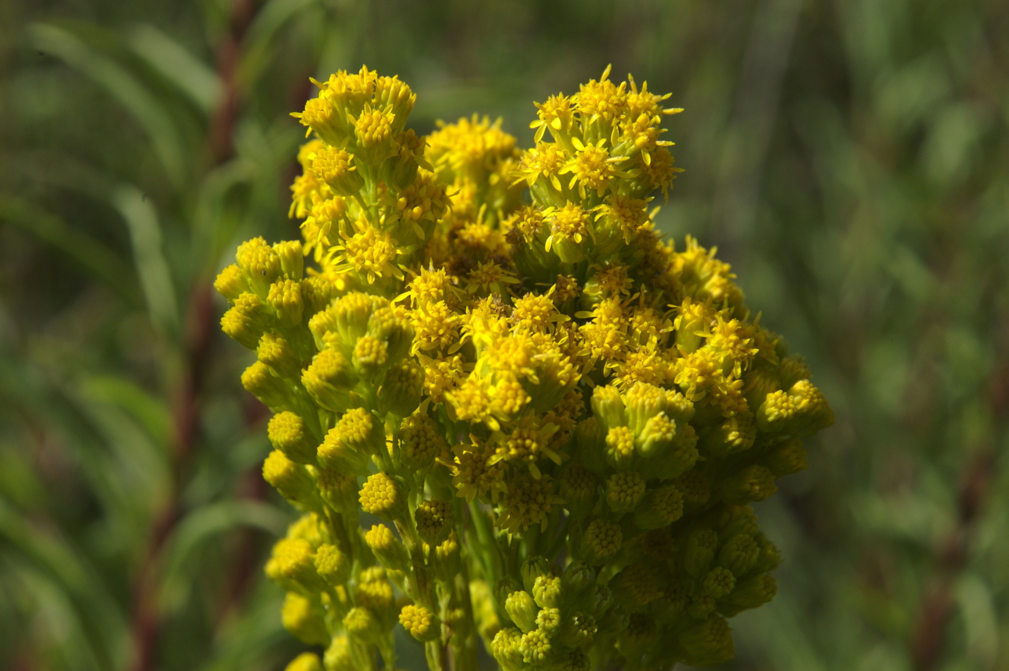 Solidago confinis