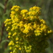 Southern Goldenrod - Photo (c) Jerry Kirkhart, some rights reserved (CC BY)