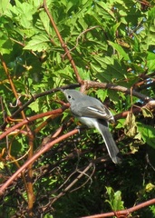 Polioptila caerulea caerulea