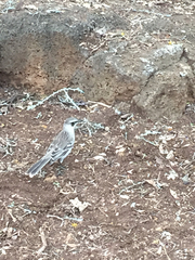 Mimus parvulus