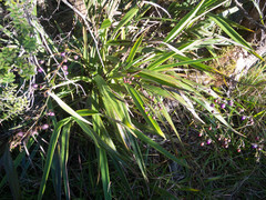 Dianella sandwicensis