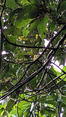 Image of Litsea garciae by (c) Cheng-Te Hsu, some rights reserved (CC BY)